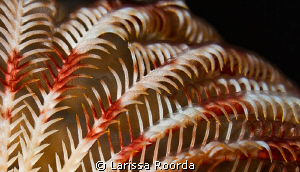 Viva la Crinoid! by Larissa Roorda 